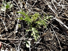 Solanum papaverifolium