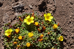 Oxalis compacta