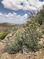 Monardella linoides oblonga