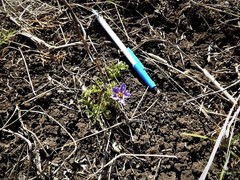 Solanum papaverifolium