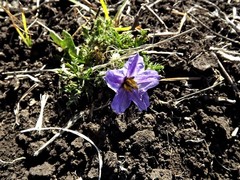 Solanum papaverifolium