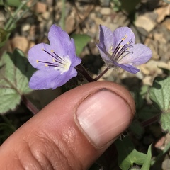 Phacelia longipes