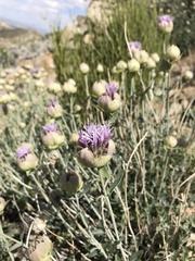 Monardella linoides oblonga