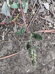 Chenopodium trigonon