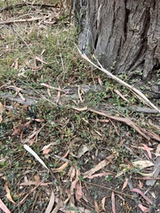 Chenopodium trigonon