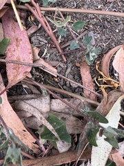 Chenopodium trigonon