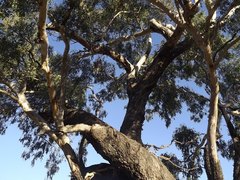 Eucalyptus orgadophila