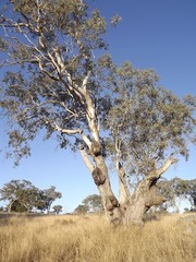 Eucalyptus orgadophila