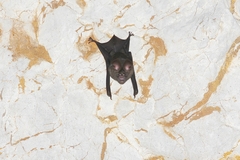 Hipposideros armiger
