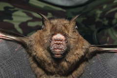 Hipposideros armiger