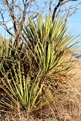 Yucca baccata brevifolia