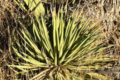 Yucca baccata brevifolia