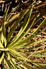 Yucca baccata brevifolia
