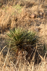 Yucca baccata brevifolia