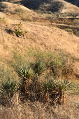 Yucca baccata brevifolia