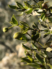 Asphondylia silicula