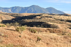 Yucca baccata brevifolia