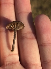 Basidiomycota