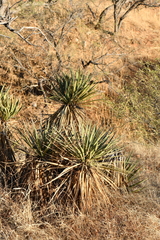 Yucca baccata brevifolia