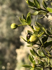 Asphondylia silicula