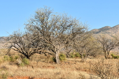 Yucca baccata brevifolia