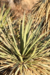 Yucca baccata brevifolia