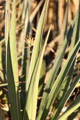 Yucca baccata brevifolia