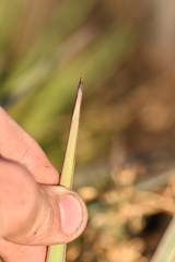 Yucca baccata brevifolia