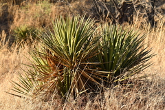 Yucca baccata brevifolia