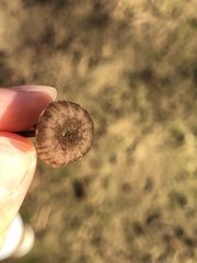 Basidiomycota