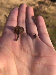 Basidiomycota