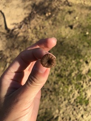 Basidiomycota