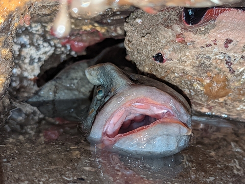 Monkeyface prickleback (Cebidichthys violaceus) — Stichaeidae — 5