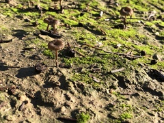 Basidiomycota