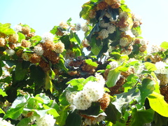 Dombeya wallichii