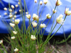 Juncus triglumis
