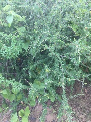 Tetracoccus capensis