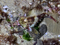 Oligocottus rubellio