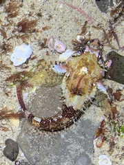 Oligocottus rubellio