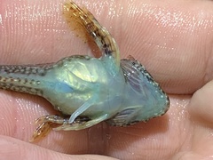 Oligocottus rubellio