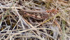 Austroicetes pusilla