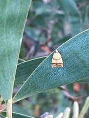 Heteroteucha translatella