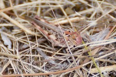 Austroicetes pusilla