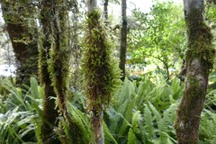 Cladomnion ericoides