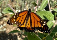 Danaus plexippus