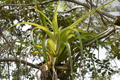 Tillandsia elongata