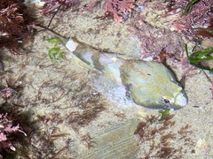 Artedius notospilotus