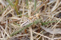 Austroicetes