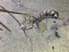 Paraclinus integripinnis