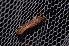 Macrobathra nephelomorpha